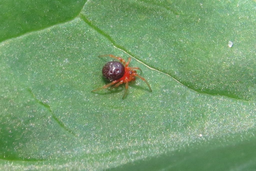 Ruborridion musivum - Portogallo